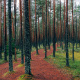 Scots Pine