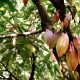 Theobroma cacao