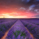 Lavender field