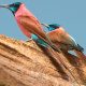 Northern Carmine Bee-eater