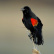 Red-winged Blackbird