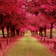 Pink tree canopy avenue