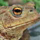 Common toad
