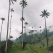 Cocora Valley