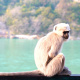 Ganges