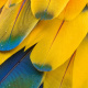 Scarlet Macaw