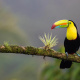 Toucan