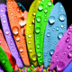 Rainbow petals