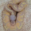 Banana ball python
