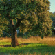 Holm oak