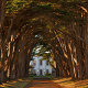 Cypress Tree