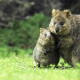 Rottnest Island