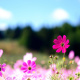 Cosmos