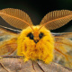 Poodle moth