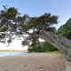 Coromandel