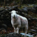 Herdwick
