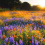 California poppy