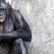 Bonobo