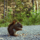 American red squirrel