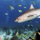 Yellowtail snapper