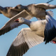 Snow goose