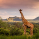 Samburu