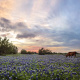 Texas Longhorn