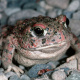 Red-spotted toad