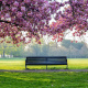Blooming sakura trees