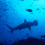 Hammerhead shark