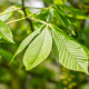 Ohio Buckeye