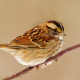 White-throated Sparrow