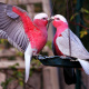Galah cockatoo
