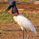 Pantanal