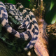 Carpet Python