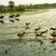 Red lechwe