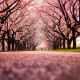 Sakura Tree
