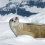 Antarctica