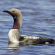 Black-throated Loon