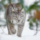 Canada lynx