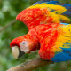 Scarlet macaw
