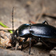 Violet ground beetle