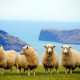 New Zealand Romney