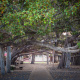 Lahaina Banyan Tree