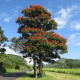 Spathodea campanulata