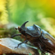 European rhinoceros beetle