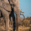 African bush elephant