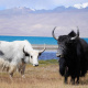 Pamir Mountains