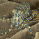 Blue-ringed octopus