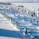 Harbin Ice Festival